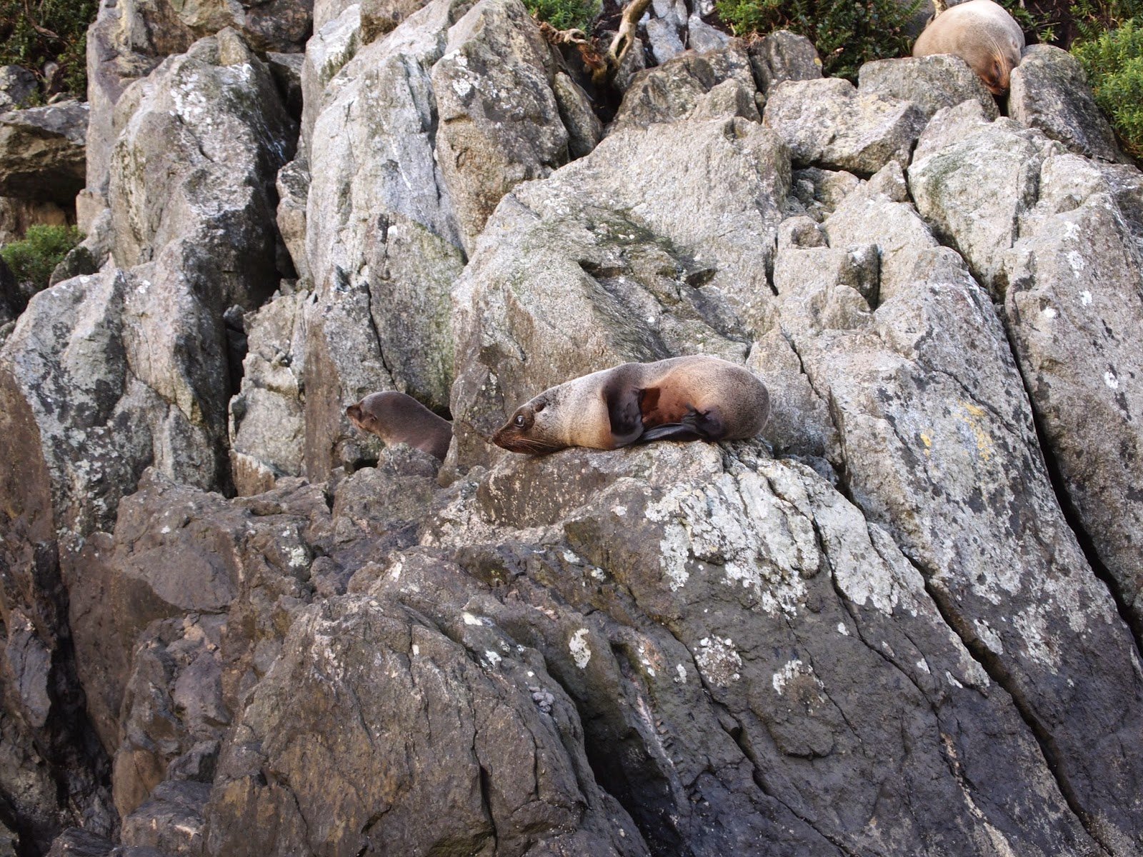 New Zealand Fur Seal in Milford Sound