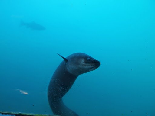 Eel at the underwater observatory Queenstown