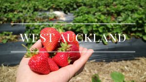 What To Do in West Auckland, New Zealand