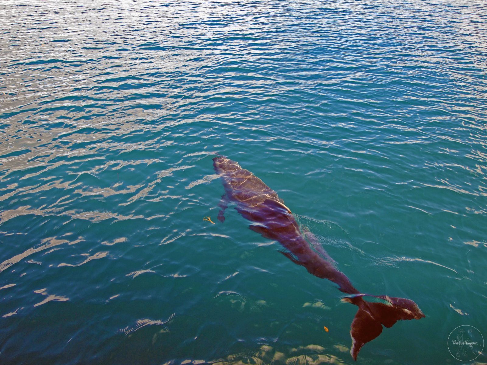 Dolphin at the Bay of Islands