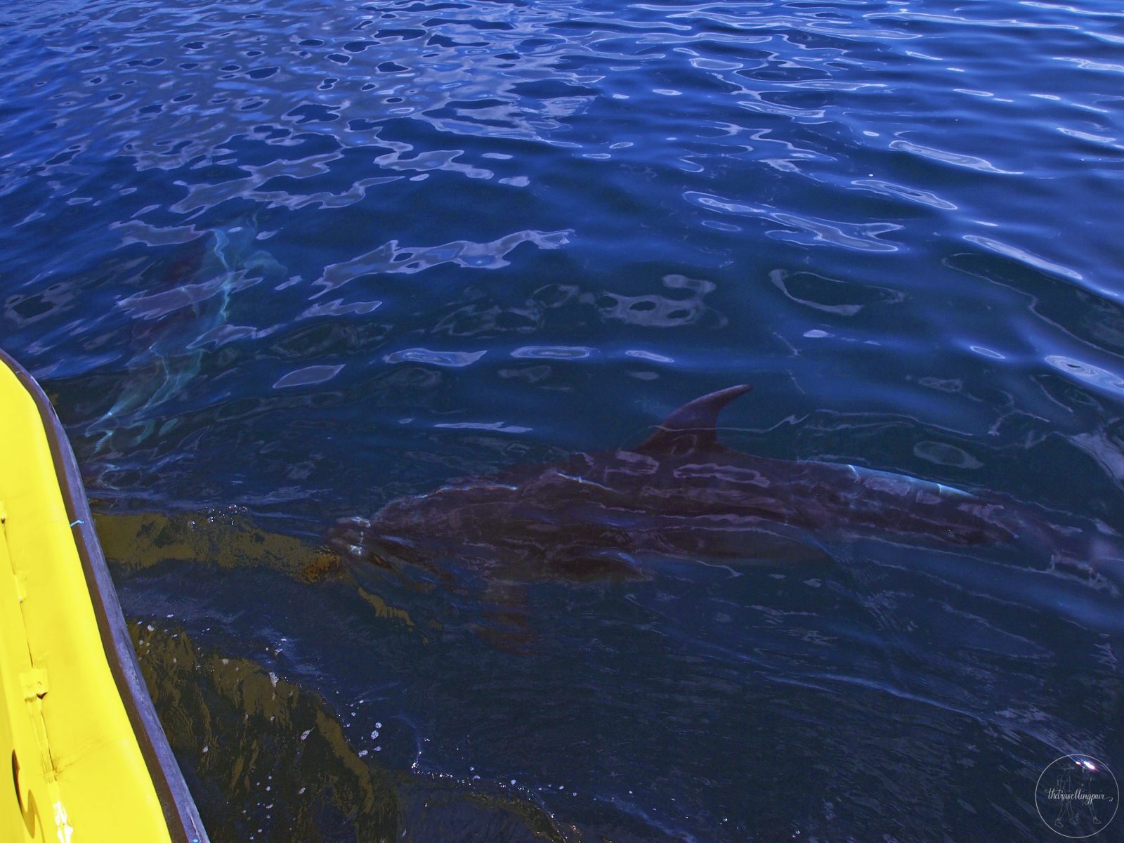 Dolphin at the Bay of Islands