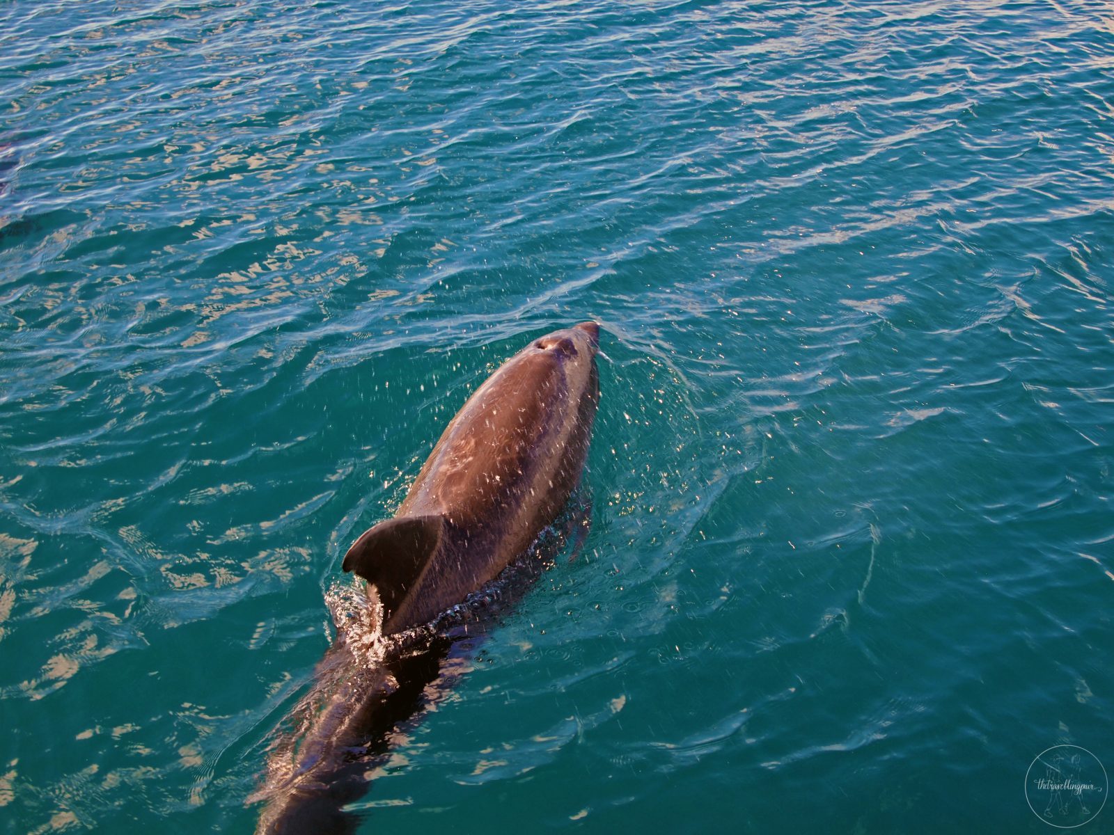 Dolphin at the Bay of Islands