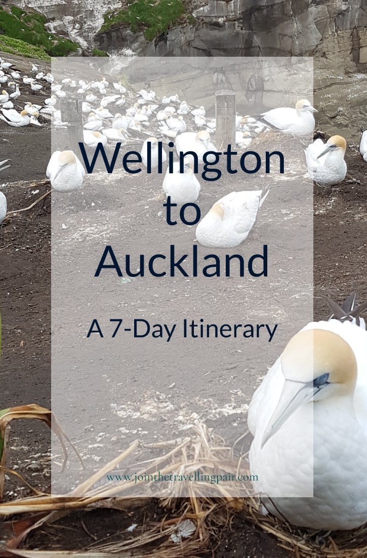 Wellington-to-Auckland Pinterest Photo