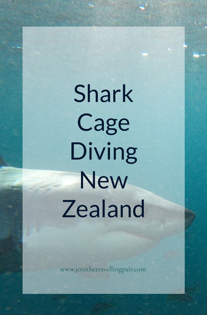 Shark Dive New Zealand Pinterest Image