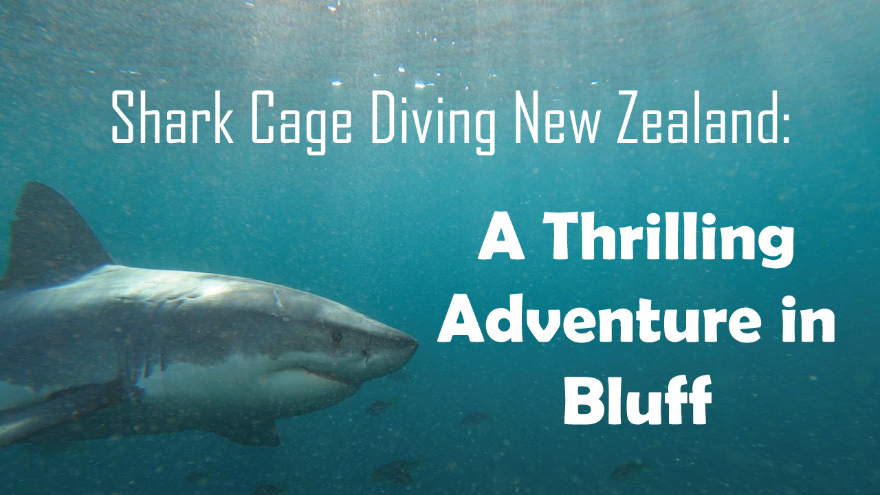 You are currently viewing Shark Cage Diving New Zealand: A Thrilling Adventure in Bluff